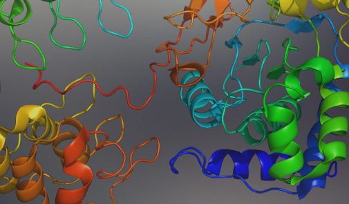 Protein Phosphotase 1, beta (Ser,Thr) (PP1b) Antibody